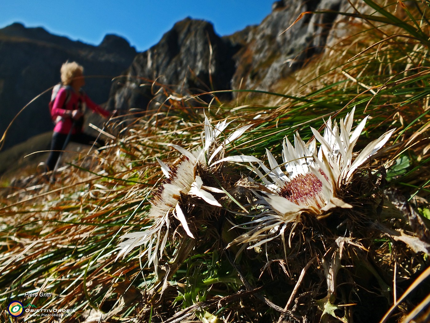 19 Fiori di carlina acaulis.JPG